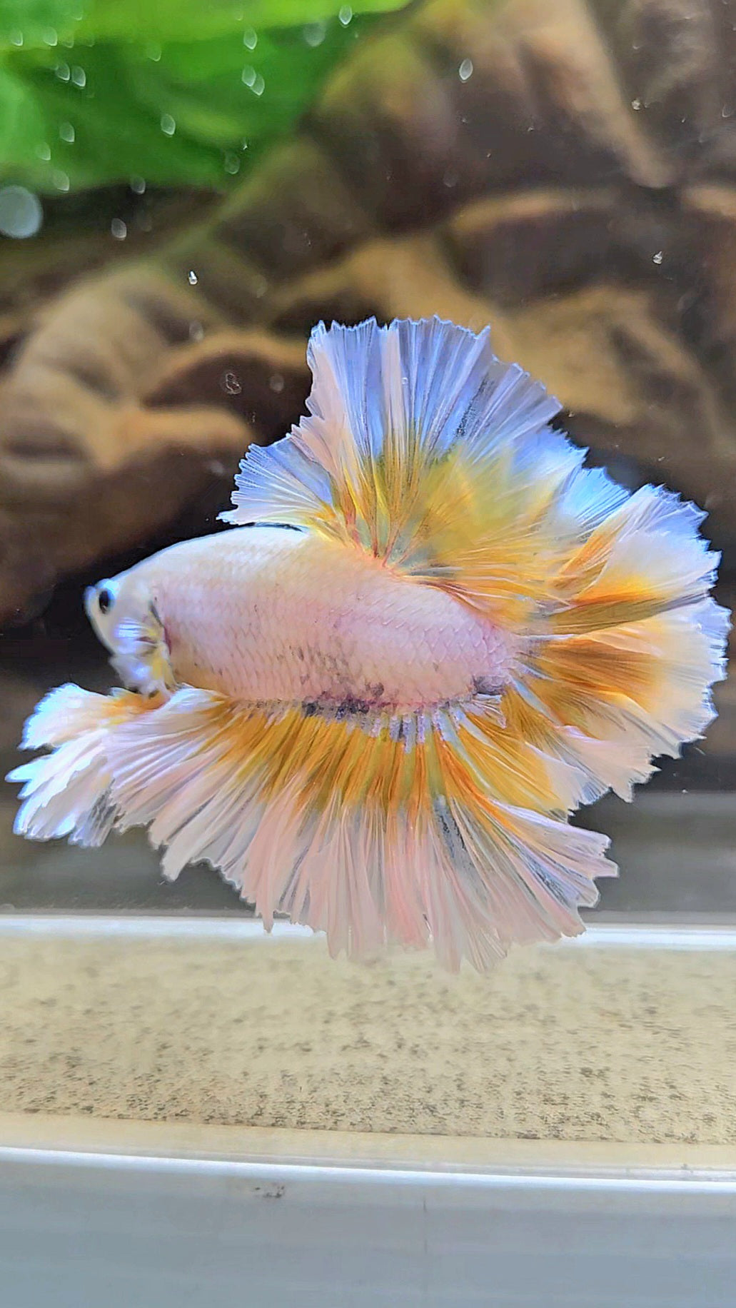 LUXURY KING FEATHER TAIL HALFMOON YELLOW PEACH BETTA FISH