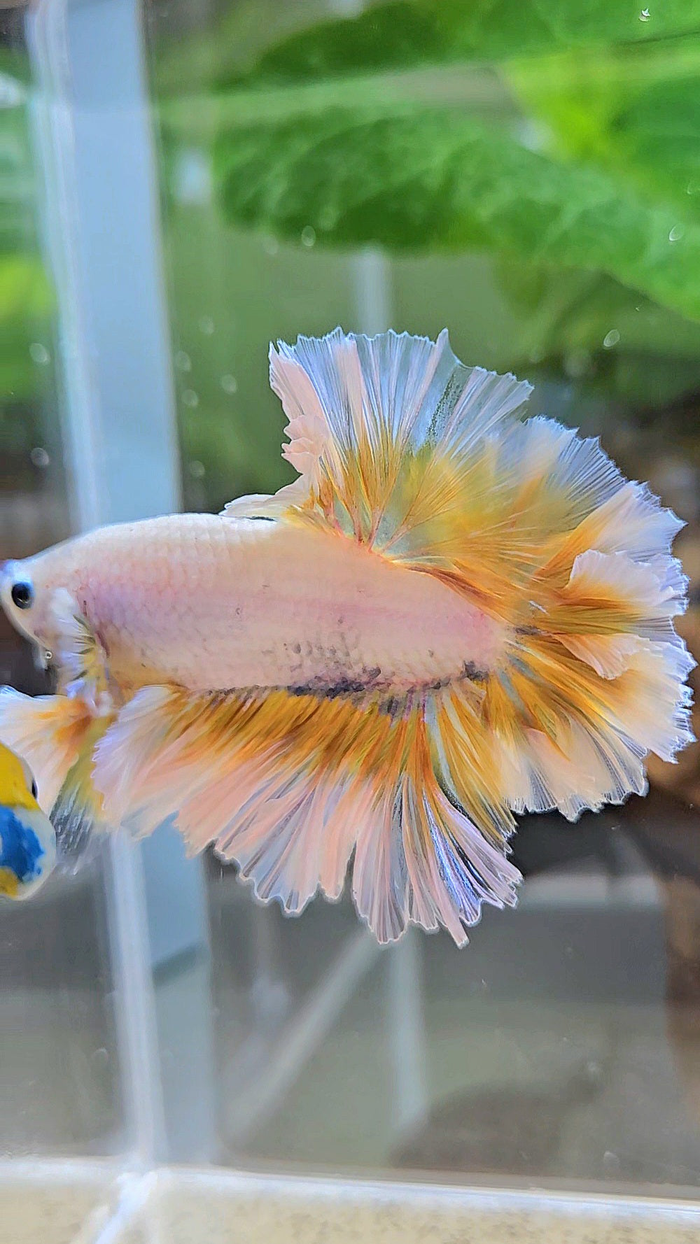 LUXURY KING FEATHER TAIL HALFMOON YELLOW PEACH BETTA FISH