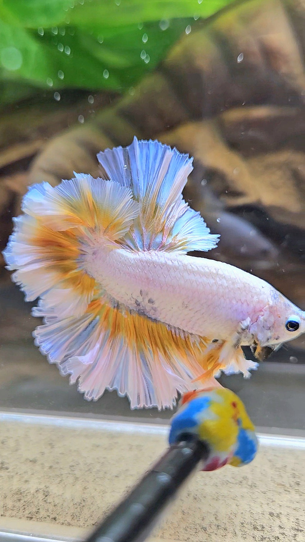 LUXURY KING FEATHER TAIL HALFMOON YELLOW PEACH BETTA FISH