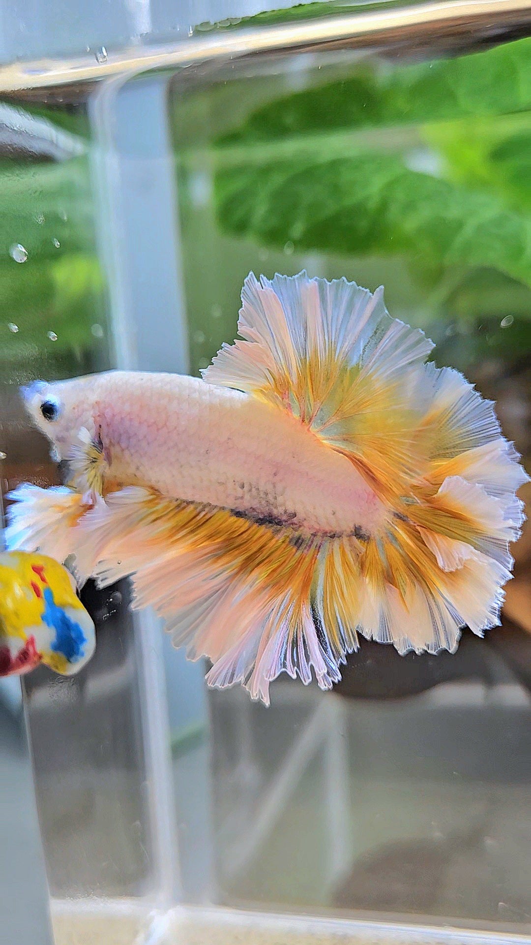 LUXURY KING FEATHER TAIL HALFMOON YELLOW PEACH BETTA FISH