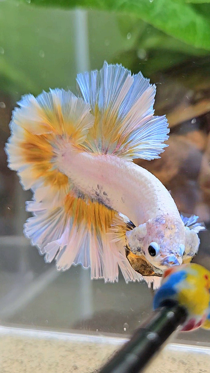 LUXURY KING FEATHER TAIL HALFMOON YELLOW PEACH BETTA FISH