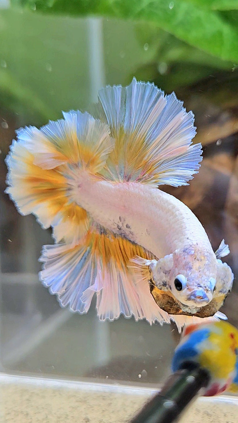 LUXURY KING FEATHER TAIL HALFMOON YELLOW PEACH BETTA FISH