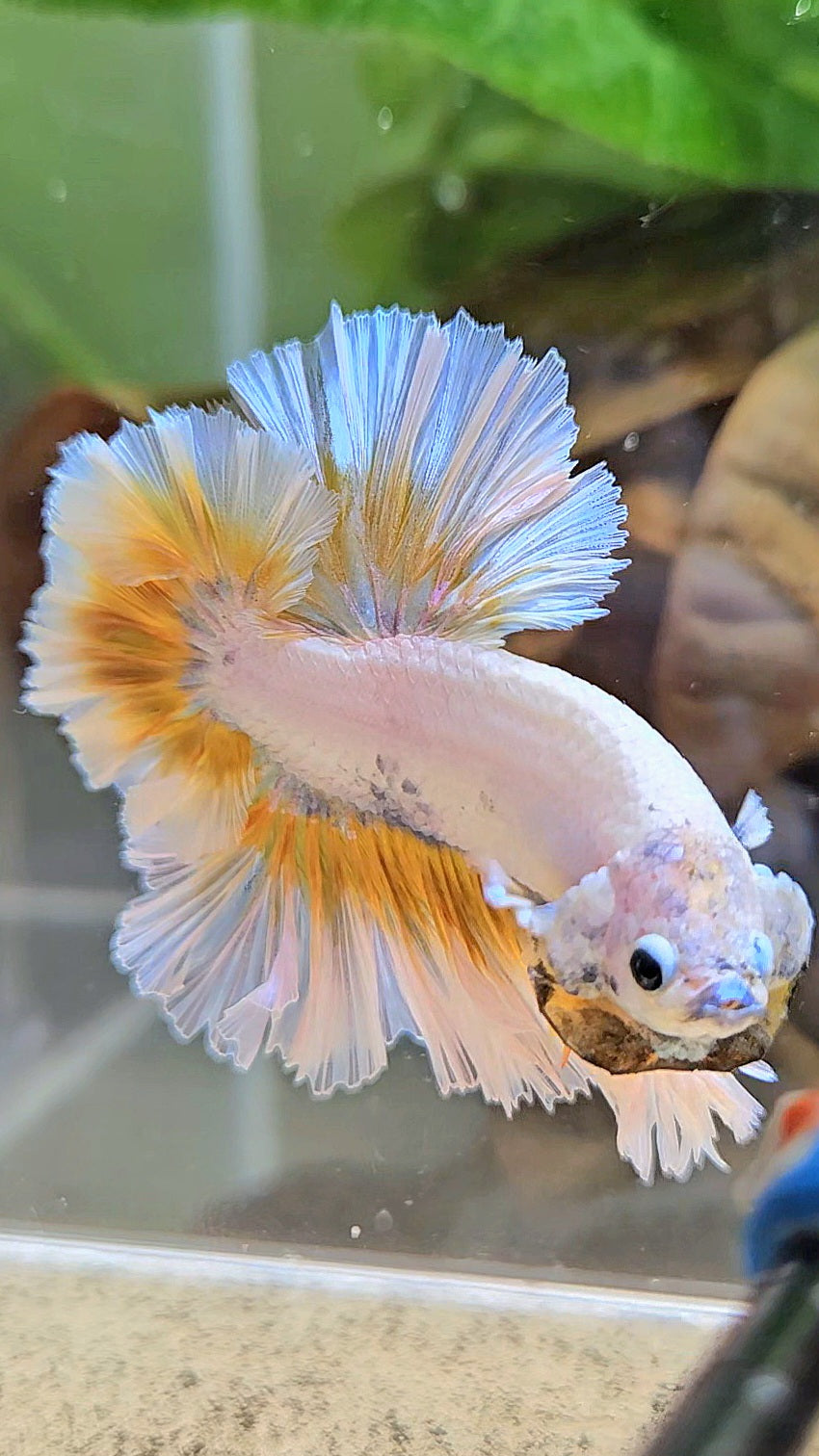 LUXURY KING FEATHER TAIL HALFMOON YELLOW PEACH BETTA FISH