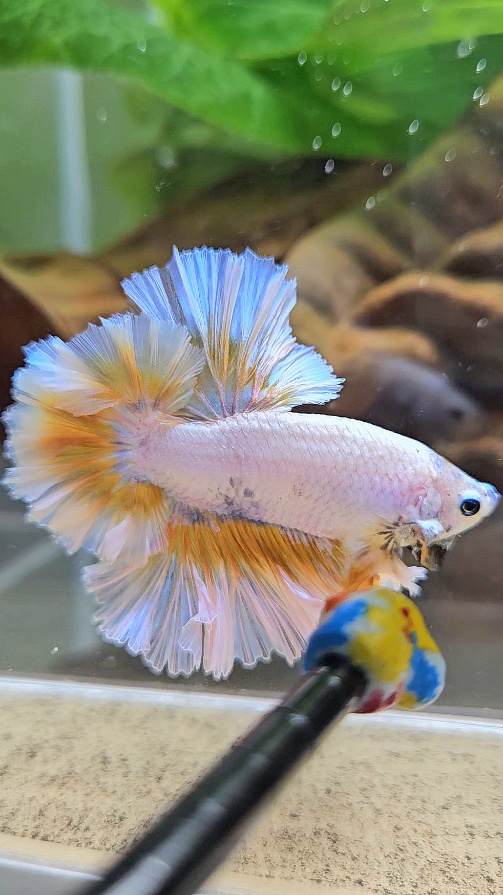 LUXURY KING FEATHER TAIL HALFMOON YELLOW PEACH BETTA FISH