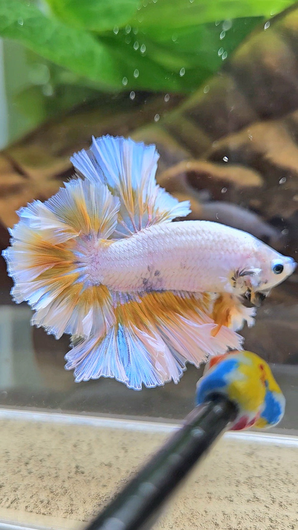 LUXURY KING FEATHER TAIL HALFMOON YELLOW PEACH BETTA FISH