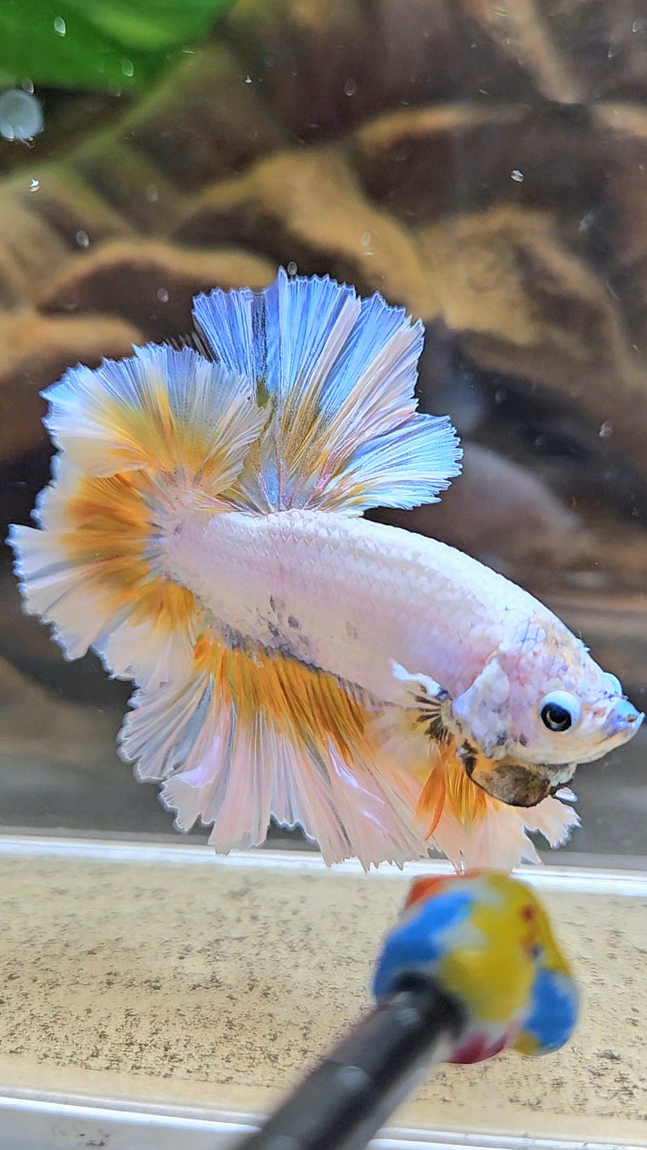 LUXURY KING FEATHER TAIL HALFMOON YELLOW PEACH BETTA FISH