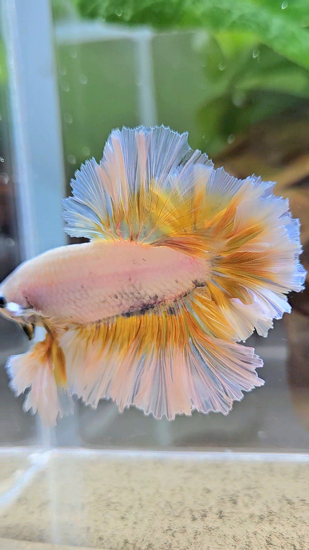 LUXURY KING FEATHER TAIL HALFMOON YELLOW PEACH BETTA FISH