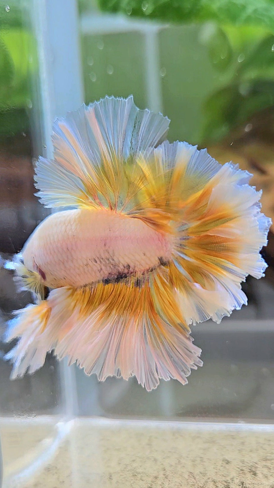 LUXURY KING FEATHER TAIL HALFMOON YELLOW PEACH BETTA FISH