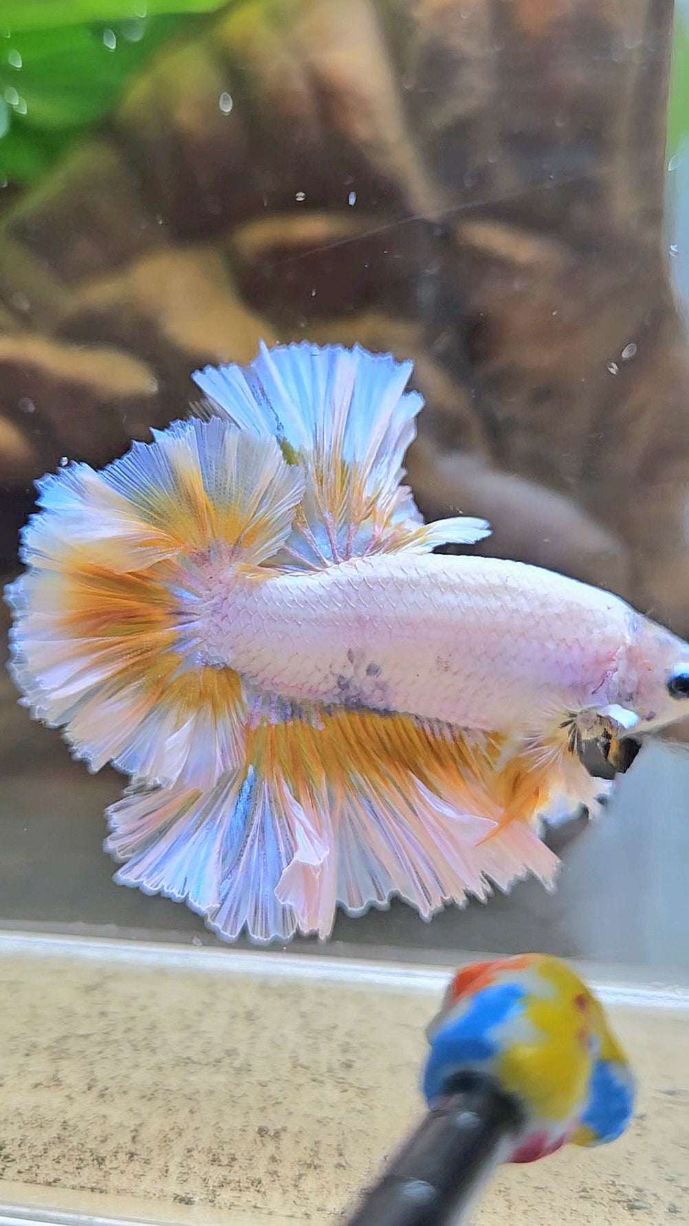 LUXURY KING FEATHER TAIL HALFMOON YELLOW PEACH BETTA FISH