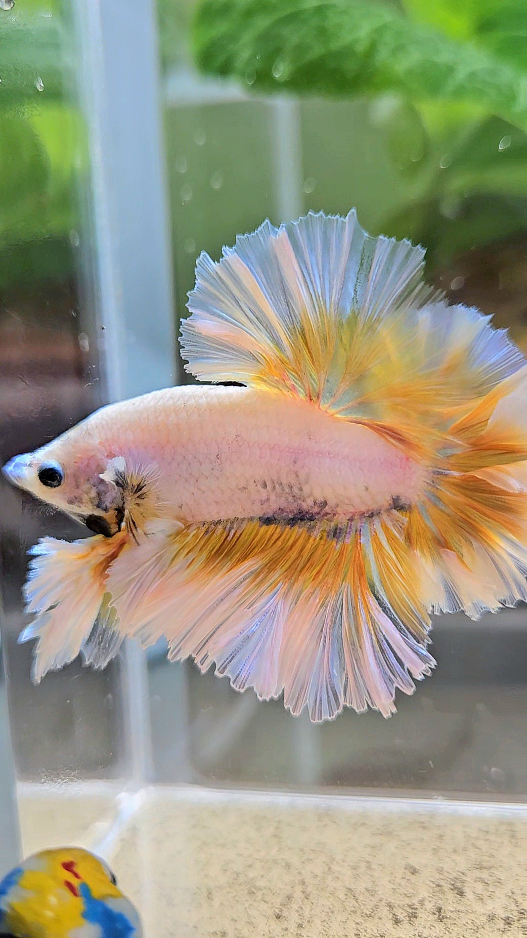 LUXURY KING FEATHER TAIL HALFMOON YELLOW PEACH BETTA FISH