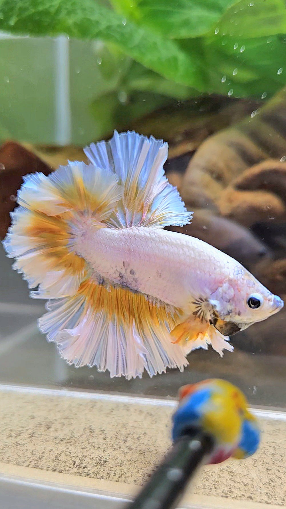 LUXURY KING FEATHER TAIL HALFMOON YELLOW PEACH BETTA FISH