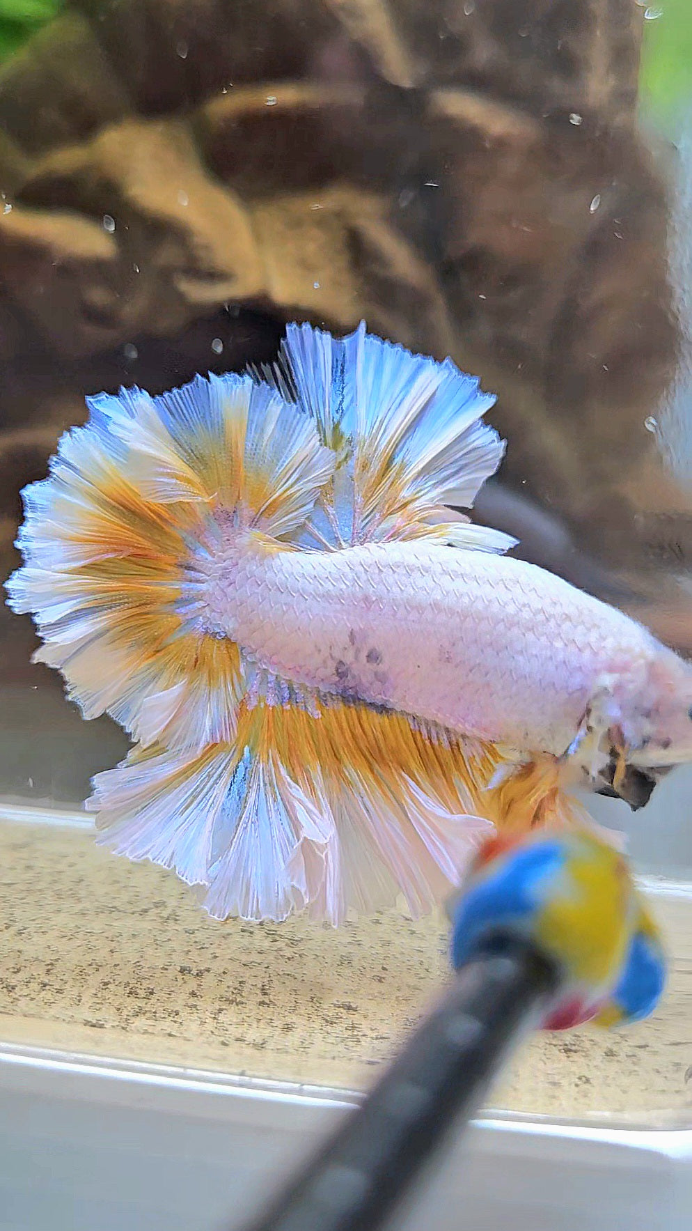 LUXURY KING FEATHER TAIL HALFMOON YELLOW PEACH BETTA FISH
