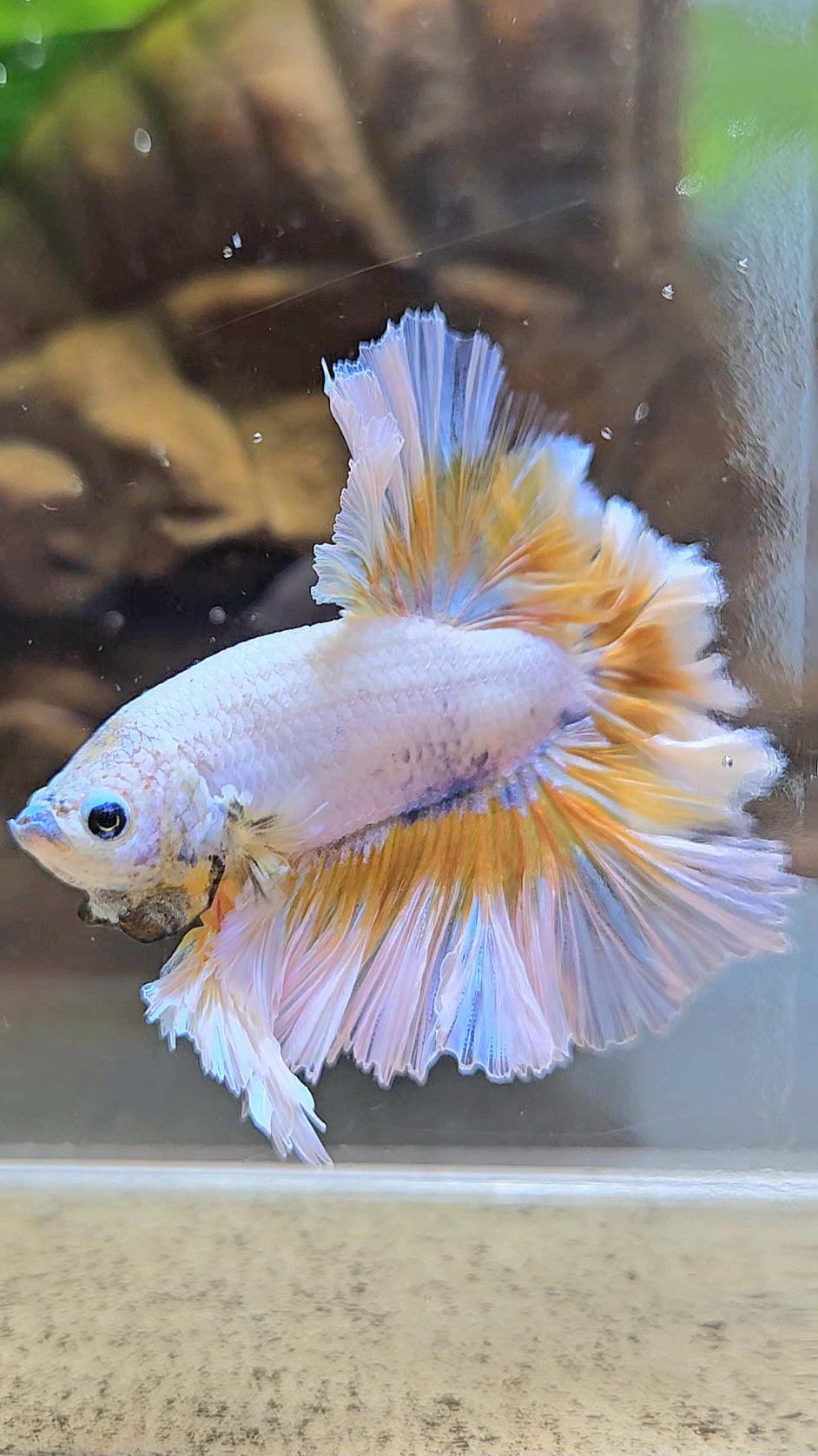 LUXURY KING FEATHER TAIL HALFMOON YELLOW PEACH BETTA FISH