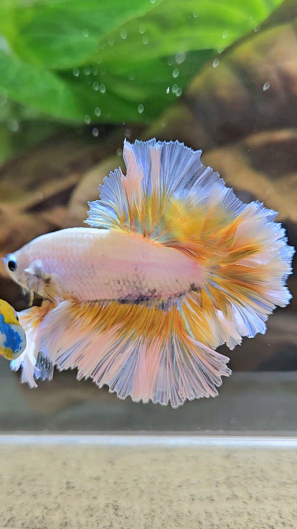 LUXURY KING FEATHER TAIL HALFMOON YELLOW PEACH BETTA FISH