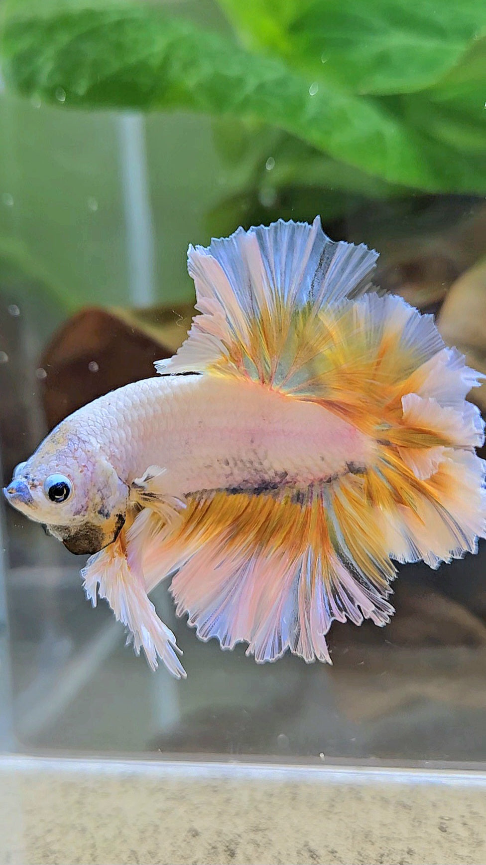 LUXURY KING FEATHER TAIL HALFMOON YELLOW PEACH BETTA FISH