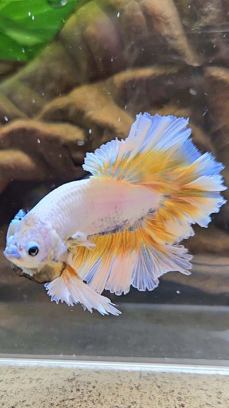 LUXURY KING FEATHER TAIL HALFMOON YELLOW PEACH BETTA FISH
