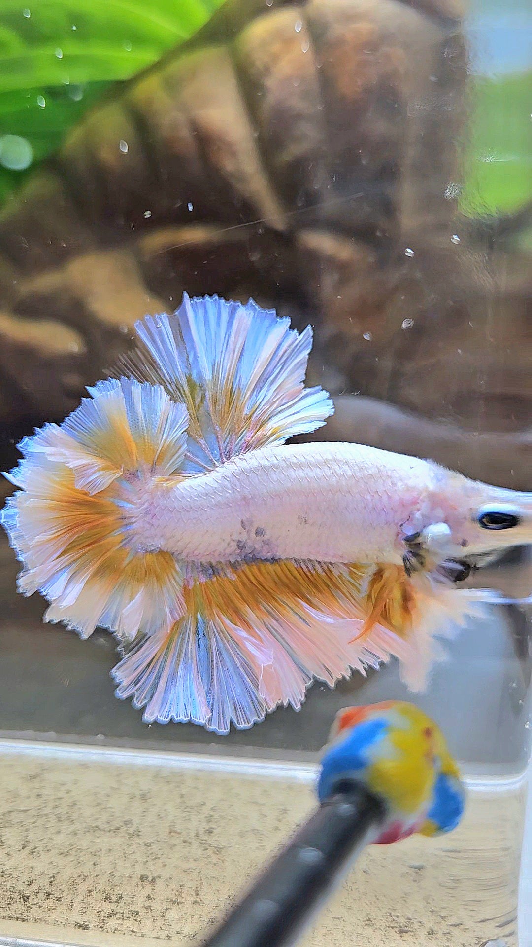 LUXURY KING FEATHER TAIL HALFMOON YELLOW PEACH BETTA FISH