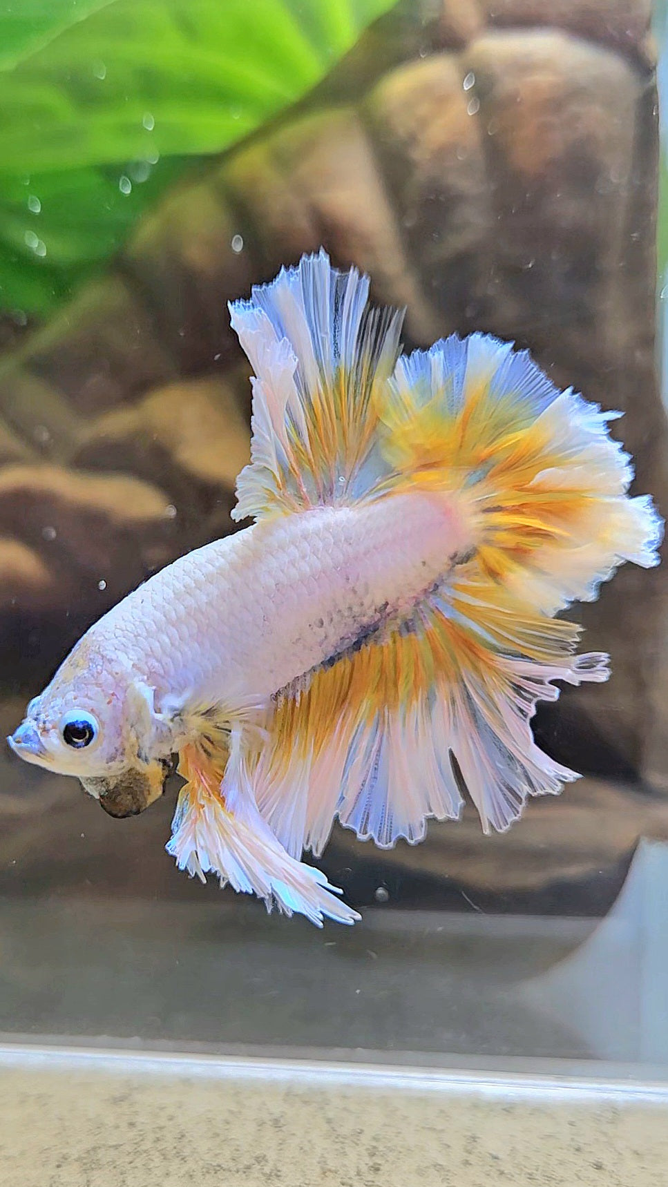 LUXURY KING FEATHER TAIL HALFMOON YELLOW PEACH BETTA FISH
