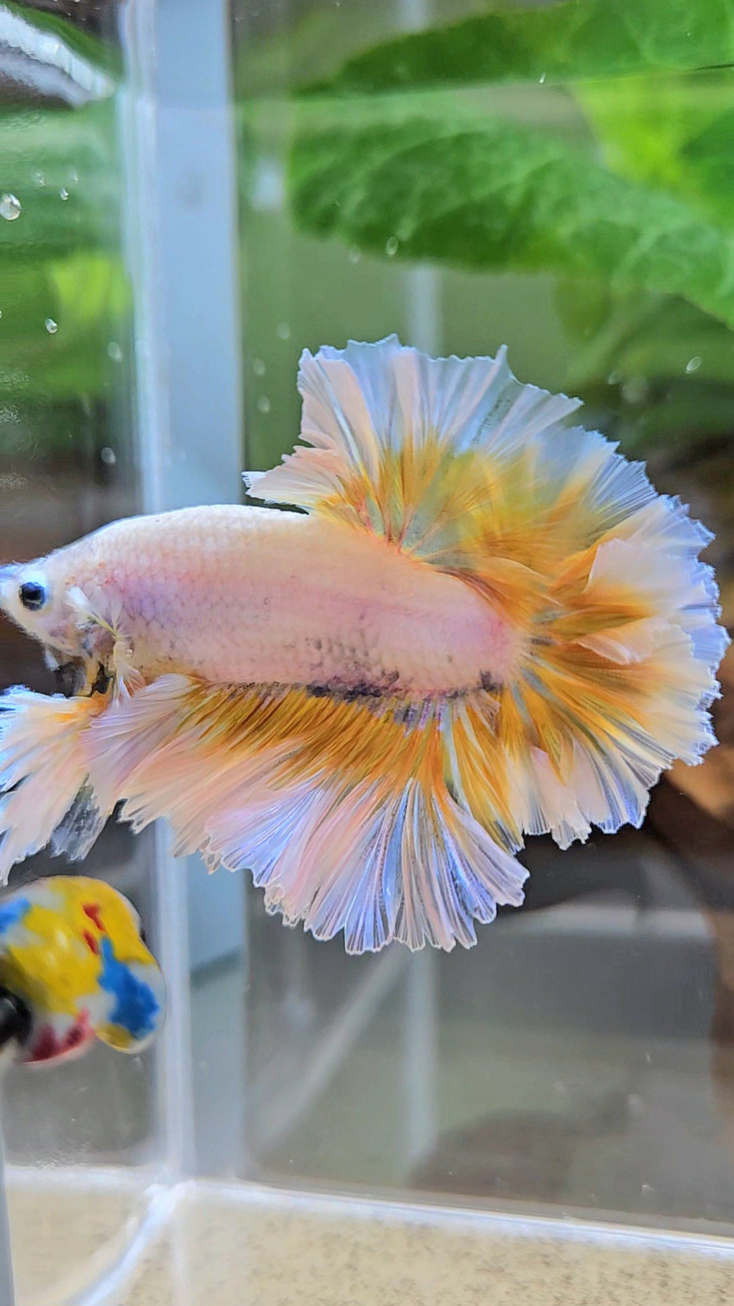 LUXURY KING FEATHER TAIL HALFMOON YELLOW PEACH BETTA FISH