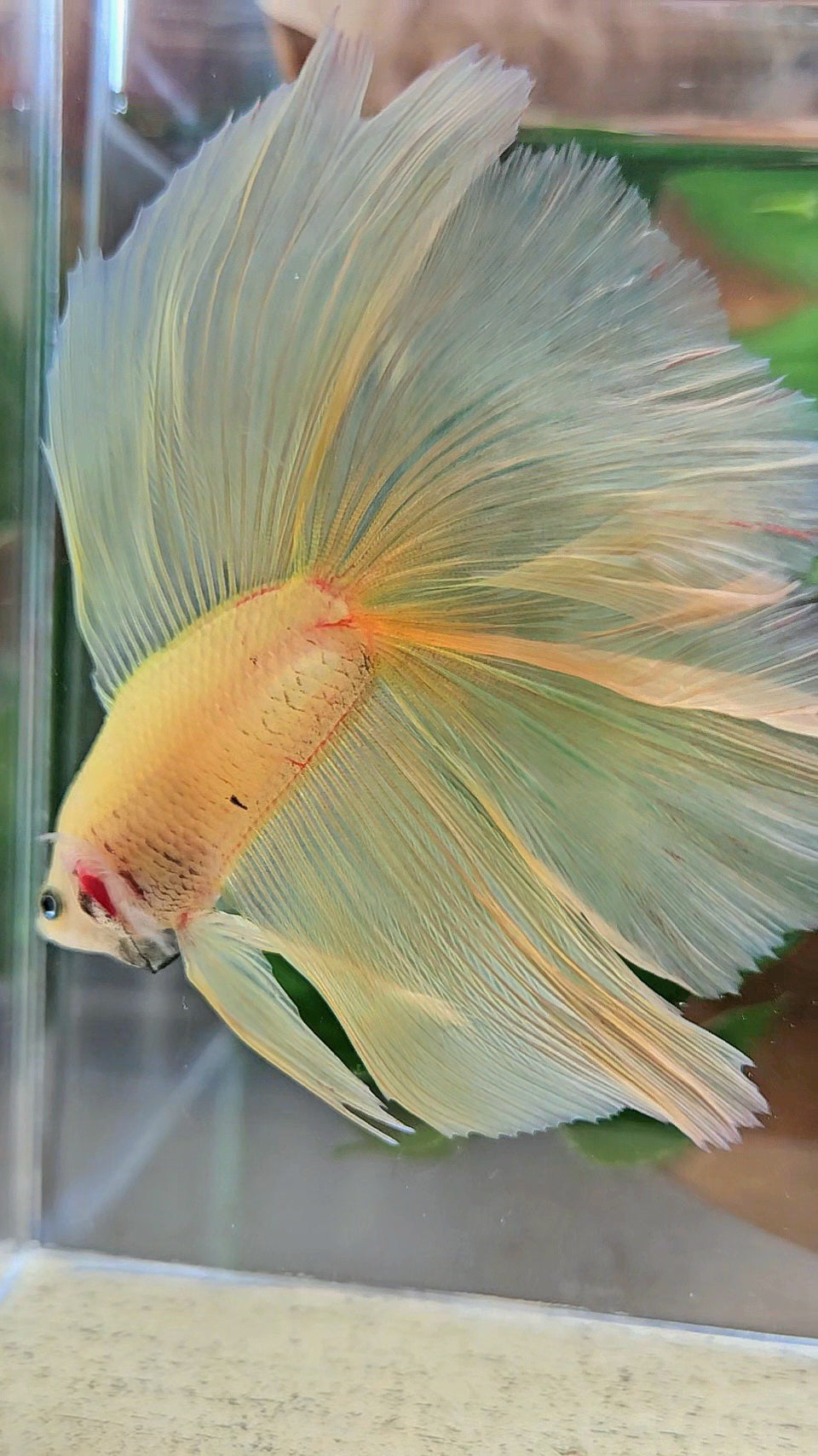 HAFMOON OVER DOUBLE TAIL SUPER YELLOW BETTA FISH