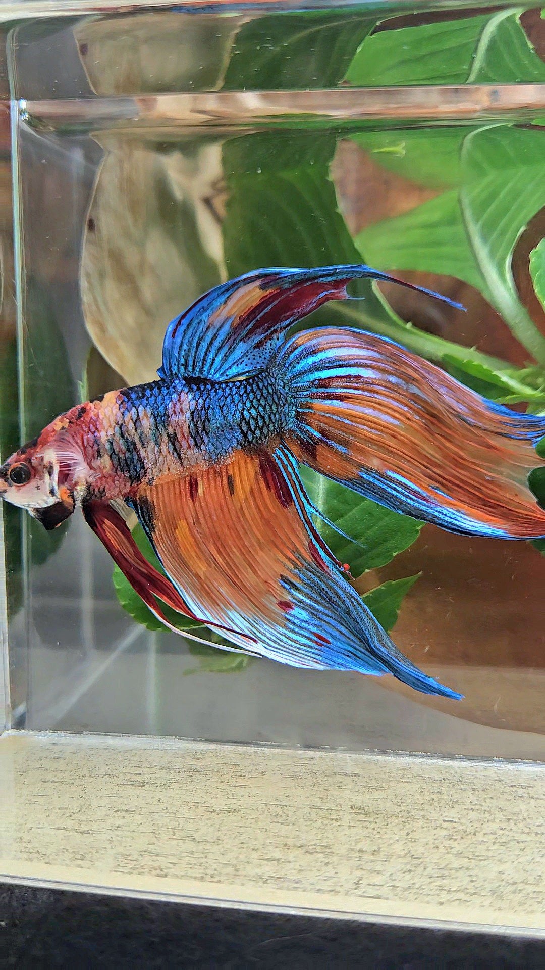 SUPER GIANT VEILTAIL TOTAL 10CM+ ORANGE BLUE METTALIC MULTICOLOR BETTA FISH
