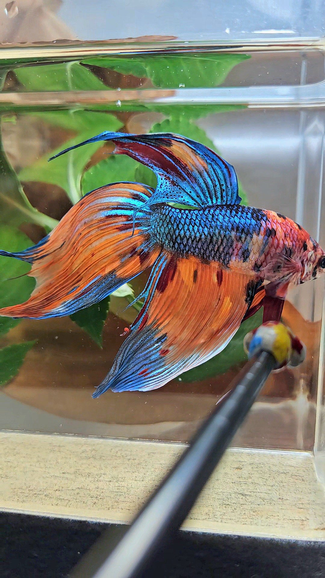 SUPER GIANT VEILTAIL TOTAL 10CM+ ORANGE BLUE METTALIC MULTICOLOR BETTA FISH