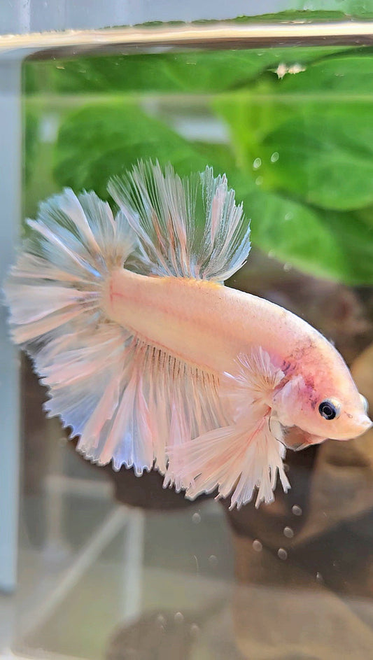 KING FEATHER TAIL HALFMOON WHITE CELLOPHANE BETTA FISH