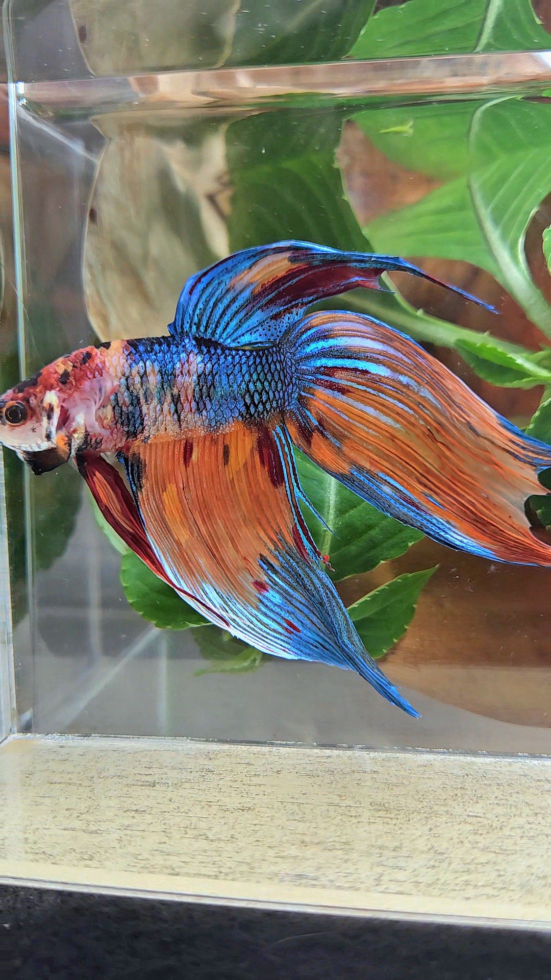 SUPER GIANT VEILTAIL TOTAL 10CM+ ORANGE BLUE METTALIC MULTICOLOR BETTA FISH