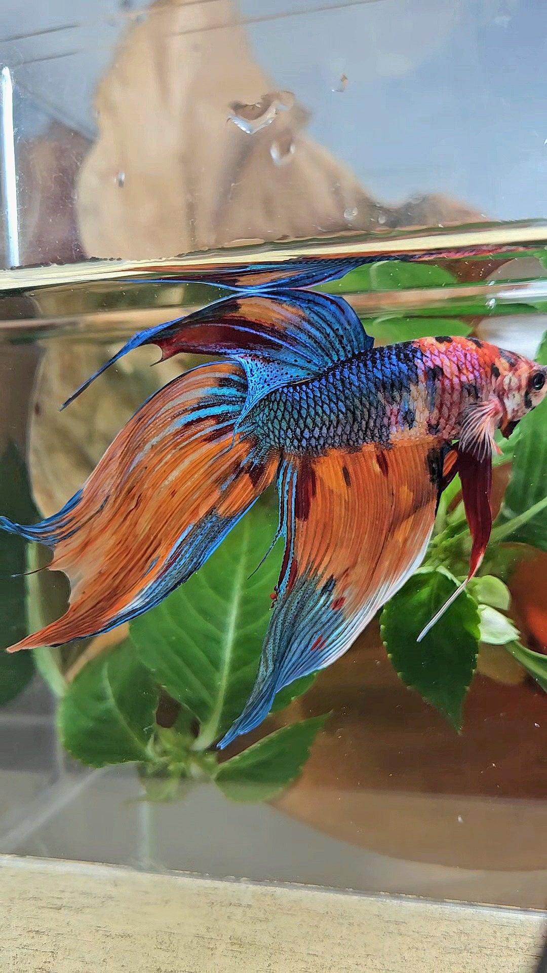 SUPER GIANT VEILTAIL TOTAL 10CM+ ORANGE BLUE METTALIC MULTICOLOR BETTA FISH