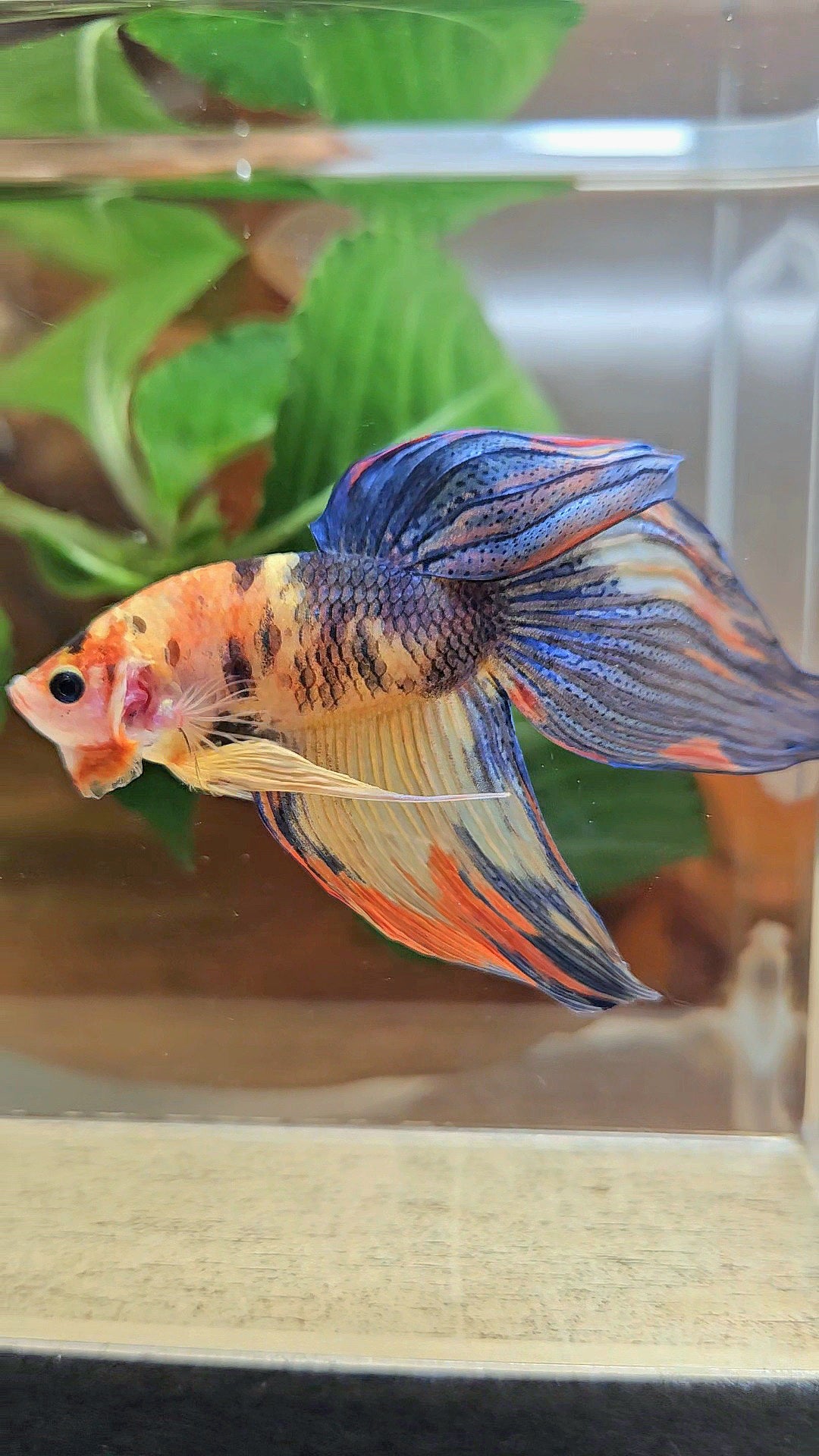 VEILTAIL YELLOW ORANGE MULTICOLOR BETTA FISH