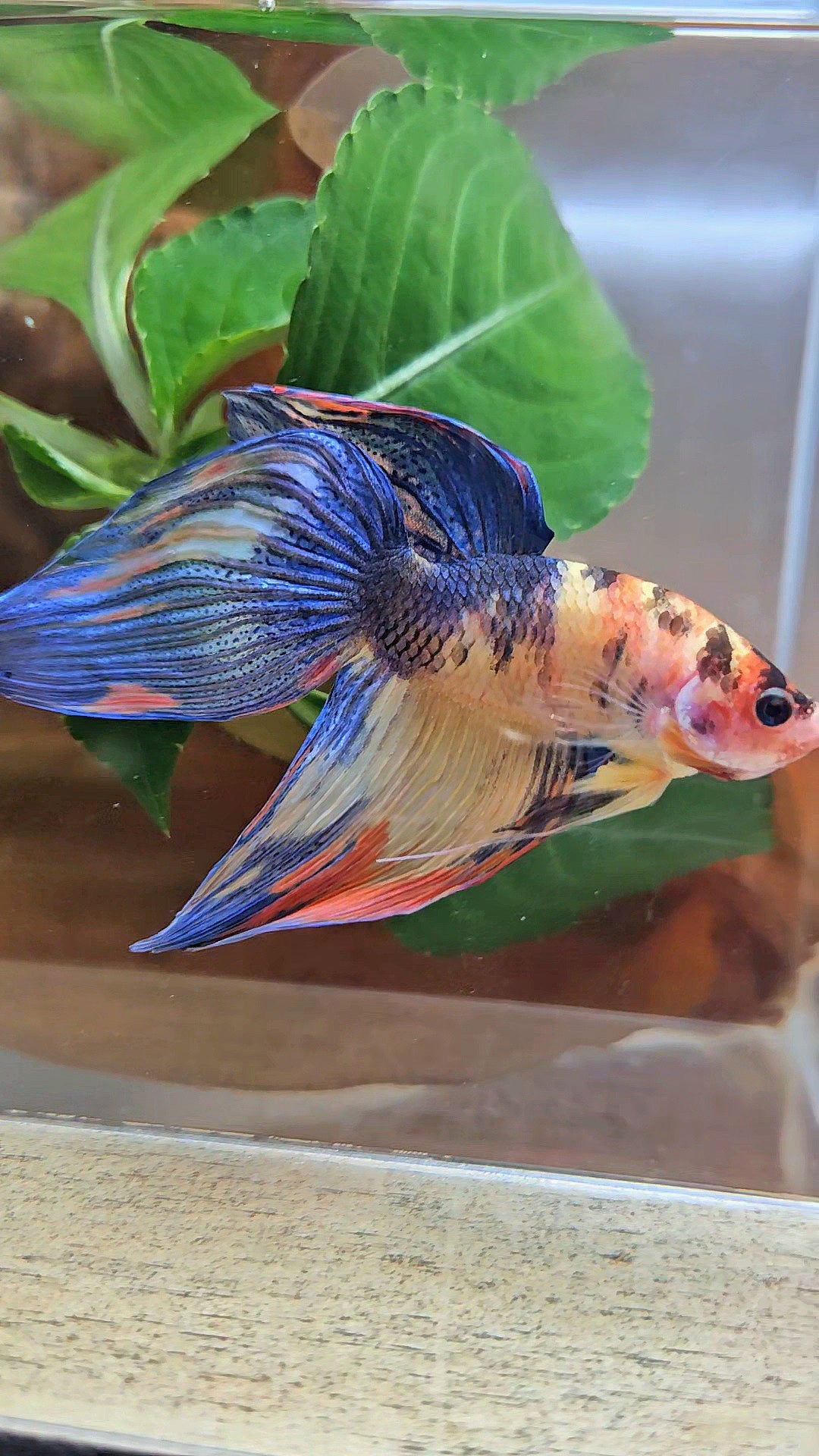 VEILTAIL YELLOW ORANGE MULTICOLOR BETTA FISH