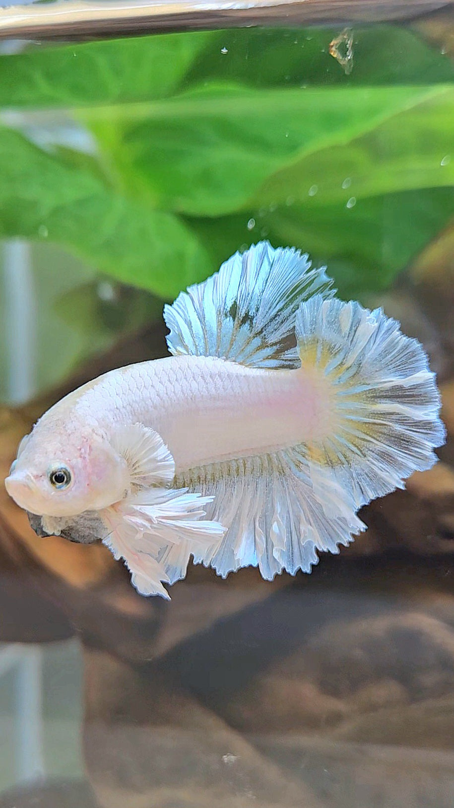 KING FEATHER TAIL PLAKAT WHITE YELLOW BETTA FISH