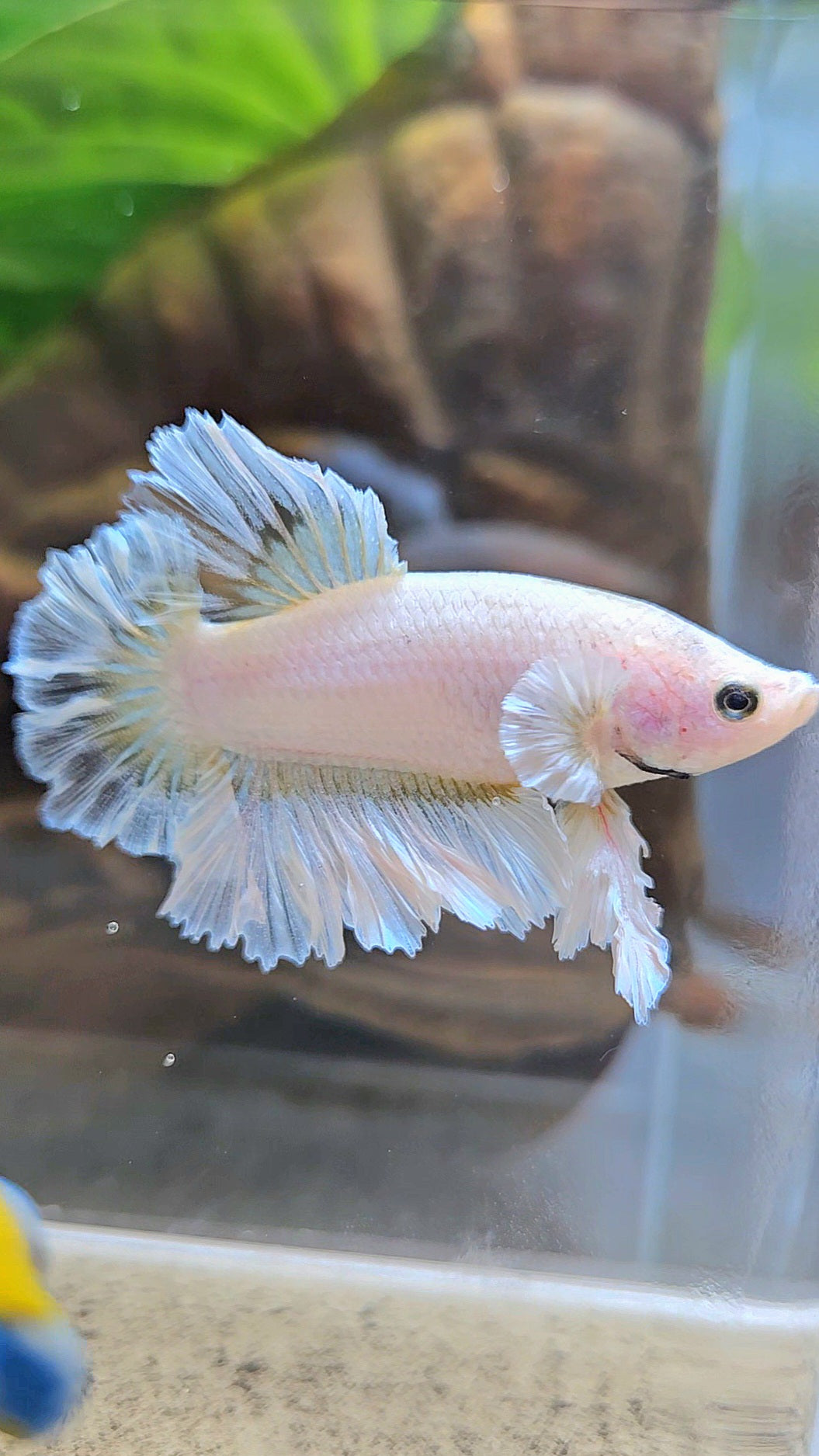 KING FEATHER TAIL PLAKAT WHITE YELLOW BETTA FISH