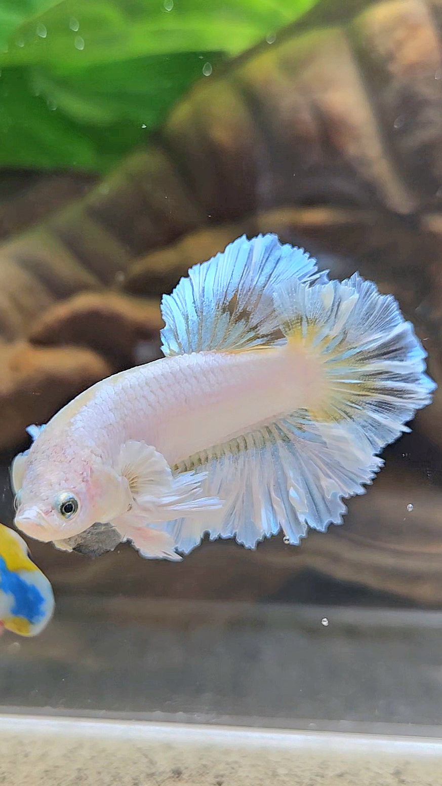 KING FEATHER TAIL PLAKAT WHITE YELLOW BETTA FISH