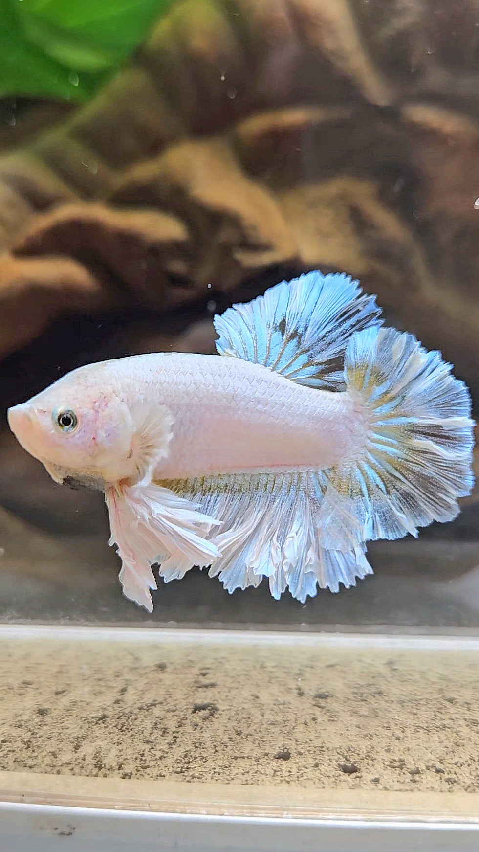 KING FEATHER TAIL PLAKAT WHITE YELLOW BETTA FISH