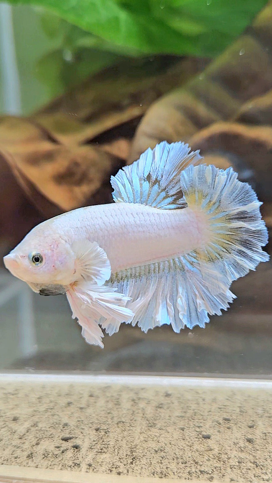 KING FEATHER TAIL PLAKAT WHITE YELLOW BETTA FISH