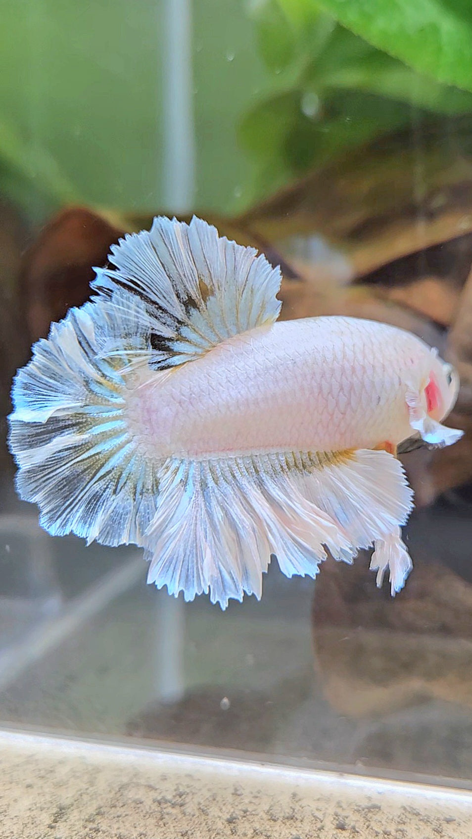 KING FEATHER TAIL PLAKAT WHITE YELLOW BETTA FISH