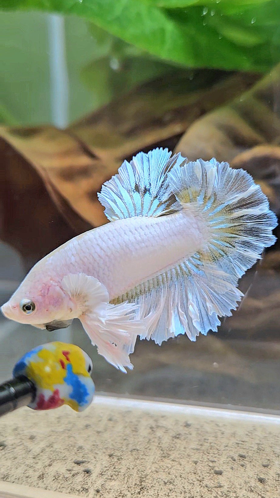KING FEATHER TAIL PLAKAT WHITE YELLOW BETTA FISH