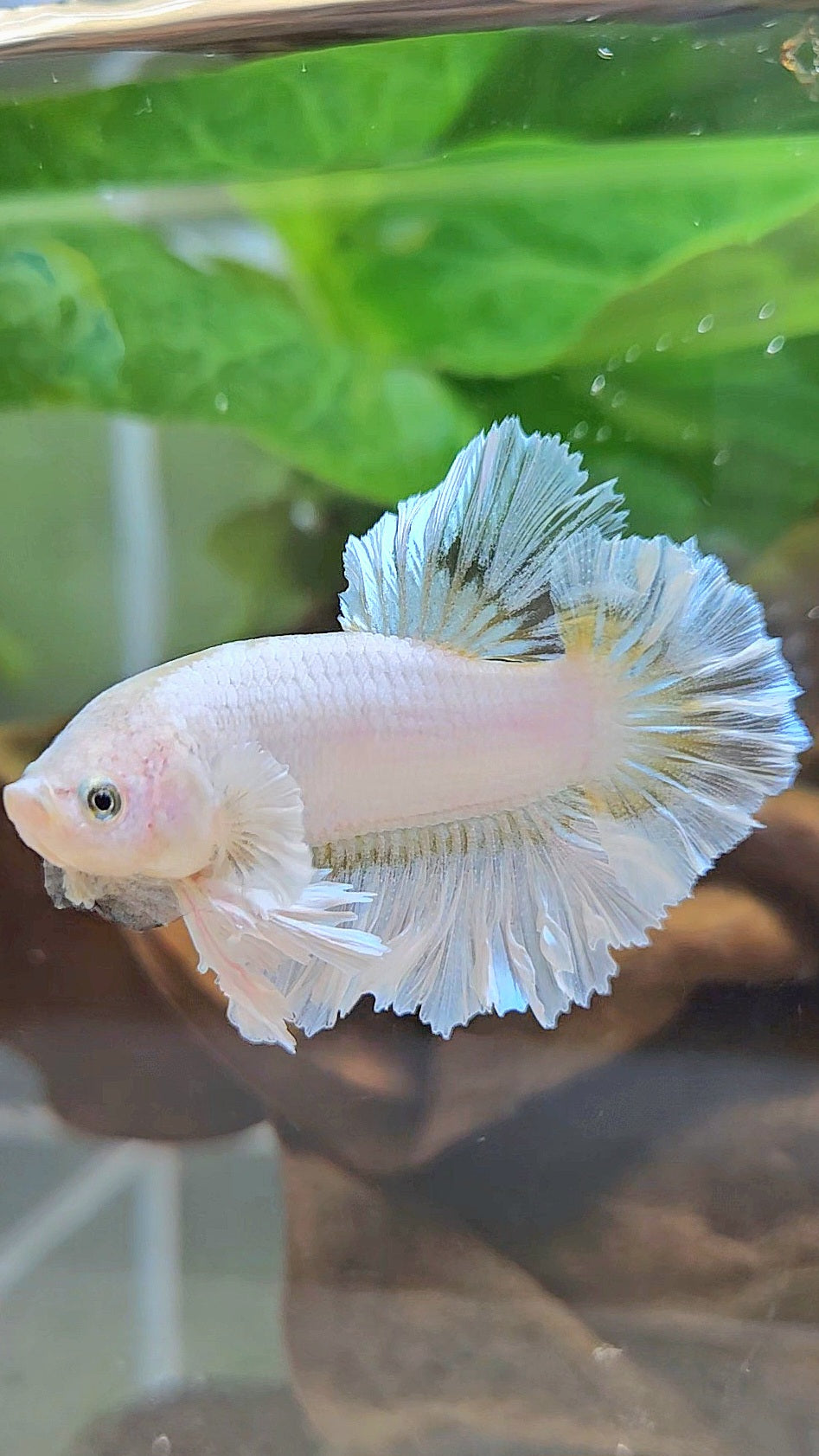 KING FEATHER TAIL PLAKAT WHITE YELLOW BETTA FISH