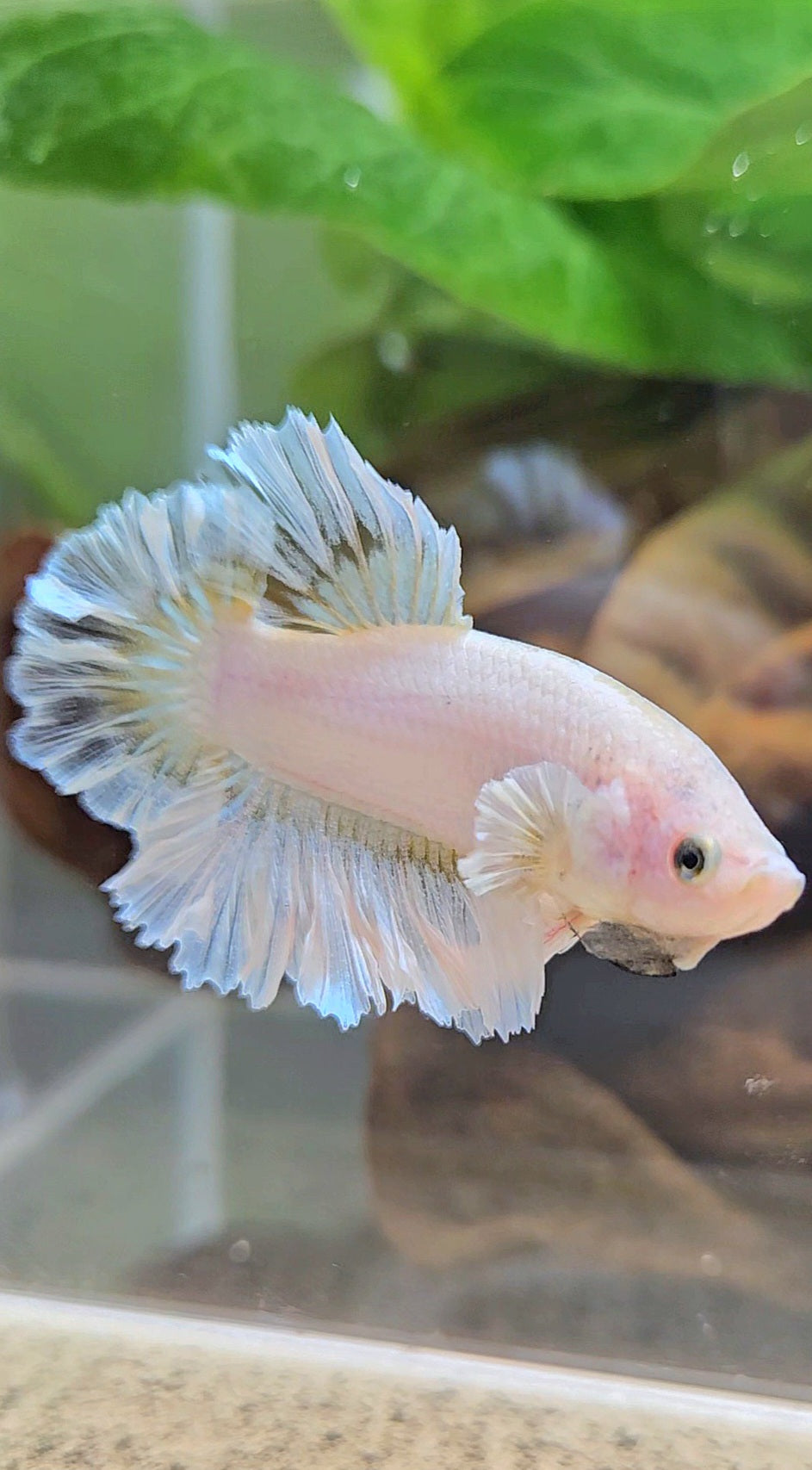 KING FEATHER TAIL PLAKAT WHITE YELLOW BETTA FISH
