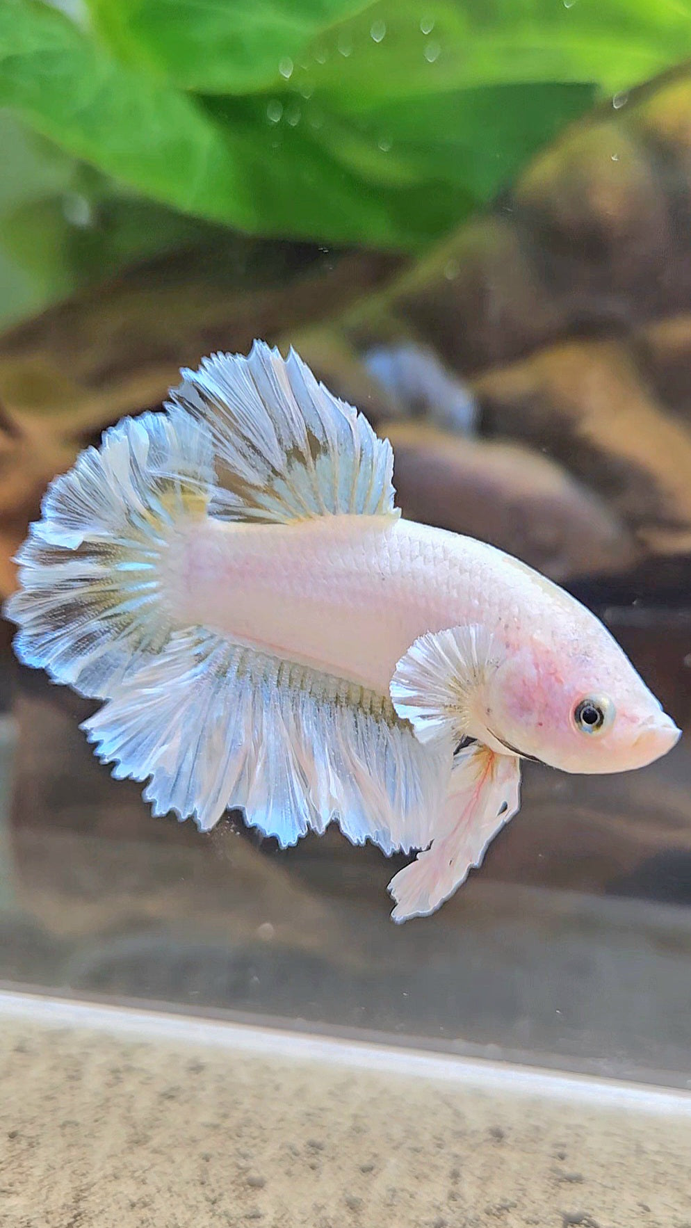 KING FEATHER TAIL PLAKAT WHITE YELLOW BETTA FISH