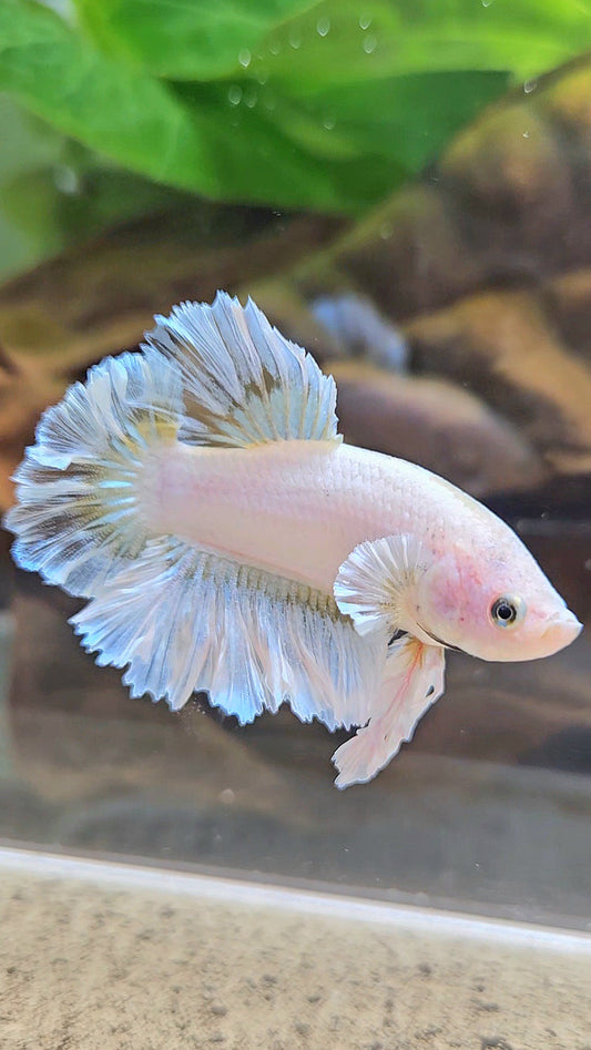 KING FEATHER TAIL PLAKAT WHITE YELLOW BETTA FISH