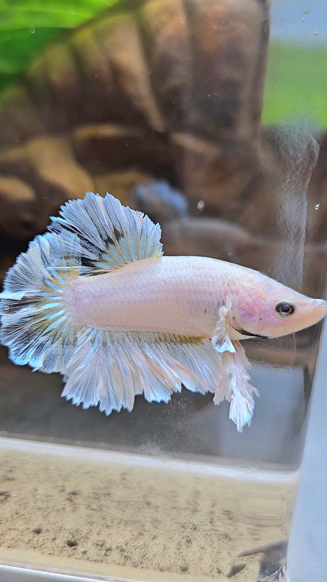 KING FEATHER TAIL PLAKAT WHITE YELLOW BETTA FISH