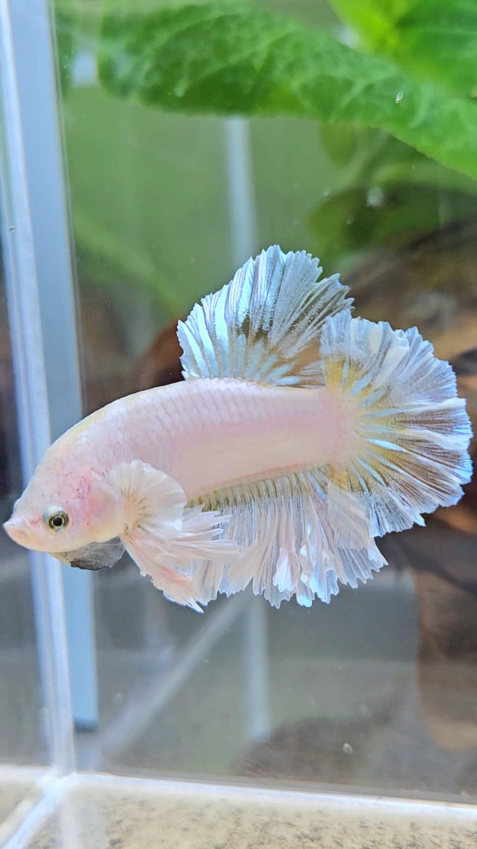 KING FEATHER TAIL PLAKAT WHITE YELLOW BETTA FISH