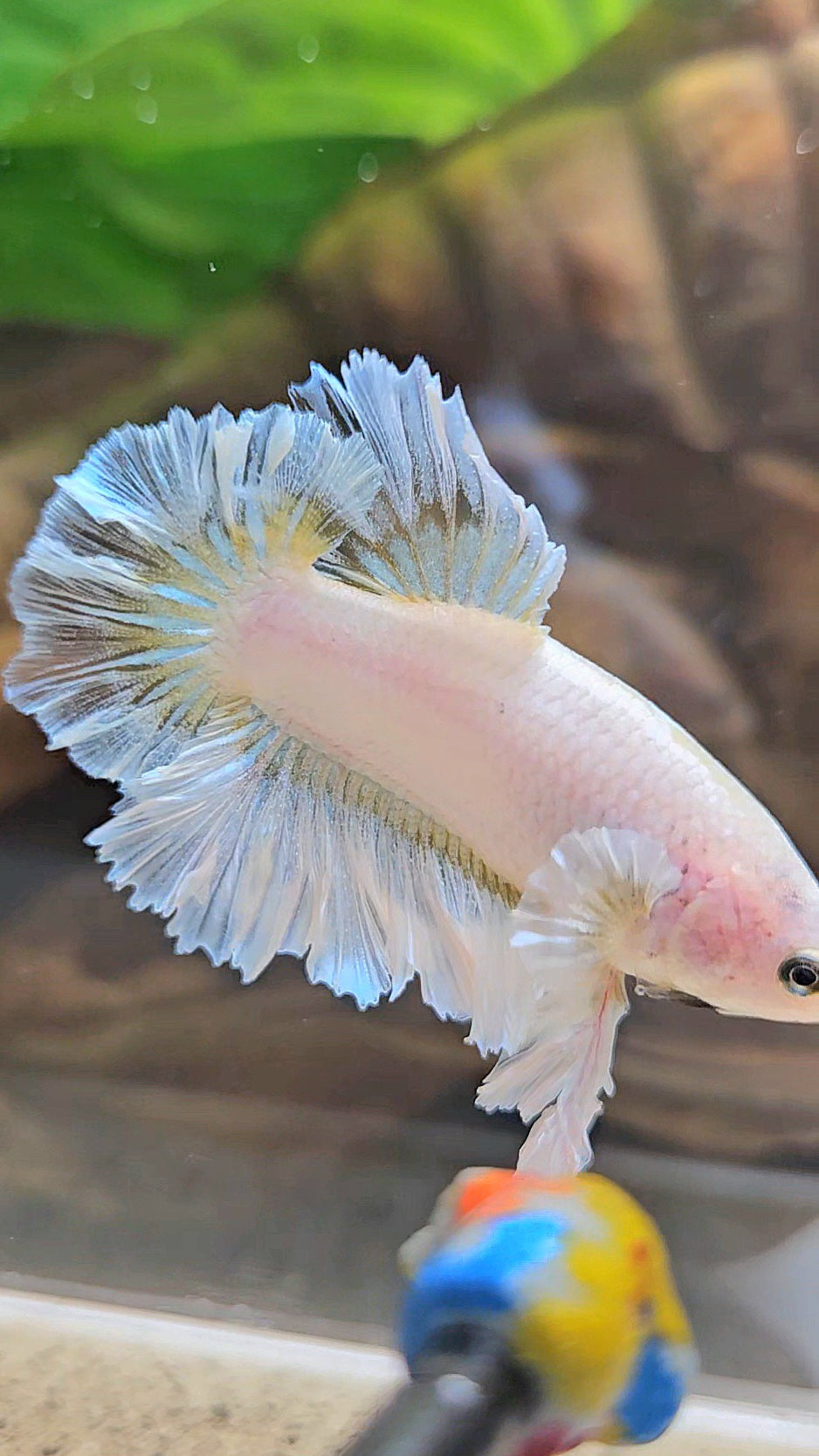 KING FEATHER TAIL PLAKAT WHITE YELLOW BETTA FISH