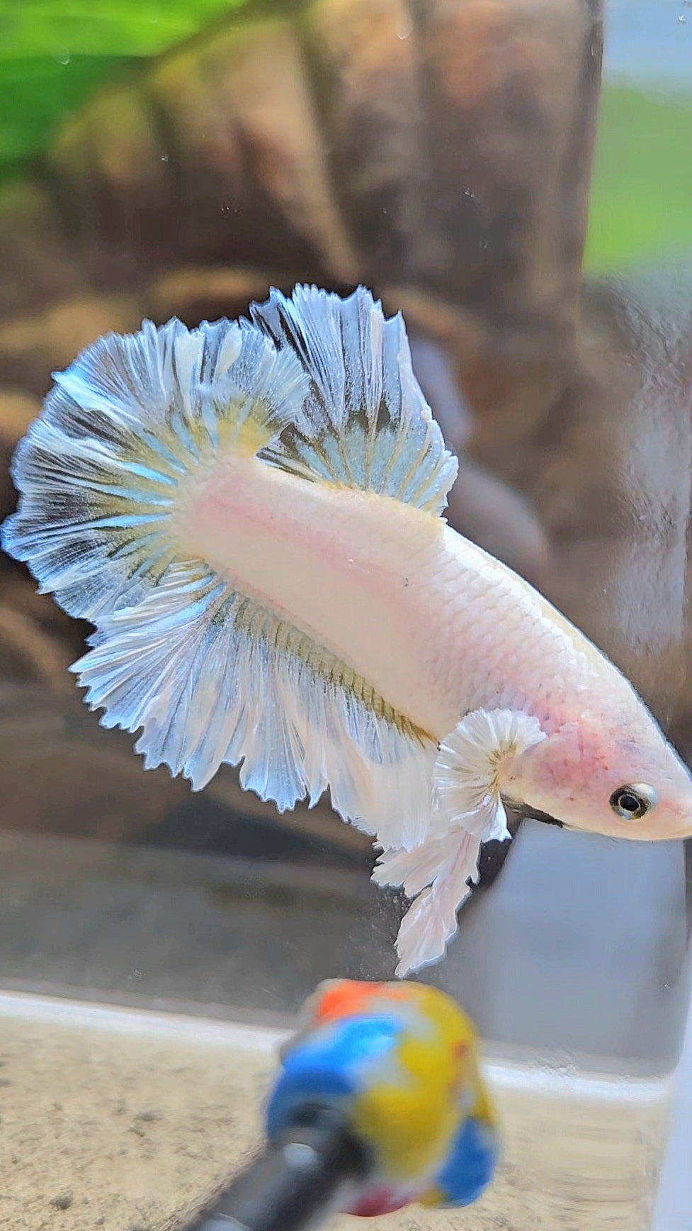 KING FEATHER TAIL PLAKAT WHITE YELLOW BETTA FISH
