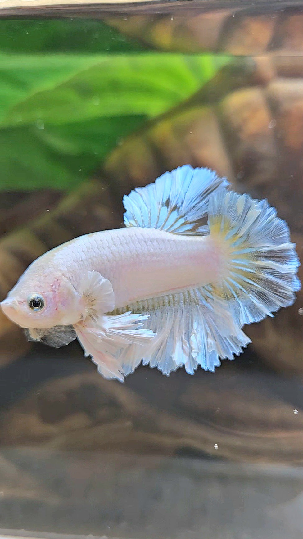 KING FEATHER TAIL PLAKAT WHITE YELLOW BETTA FISH