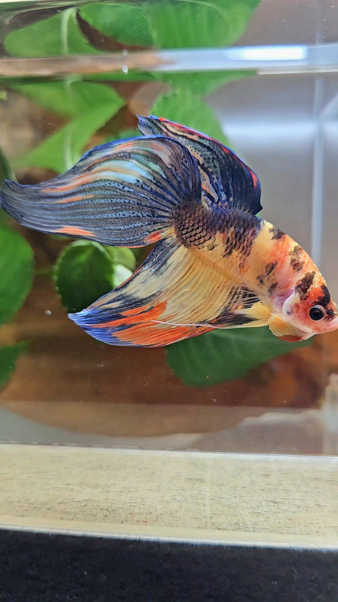 VEILTAIL YELLOW ORANGE MULTICOLOR BETTA FISH