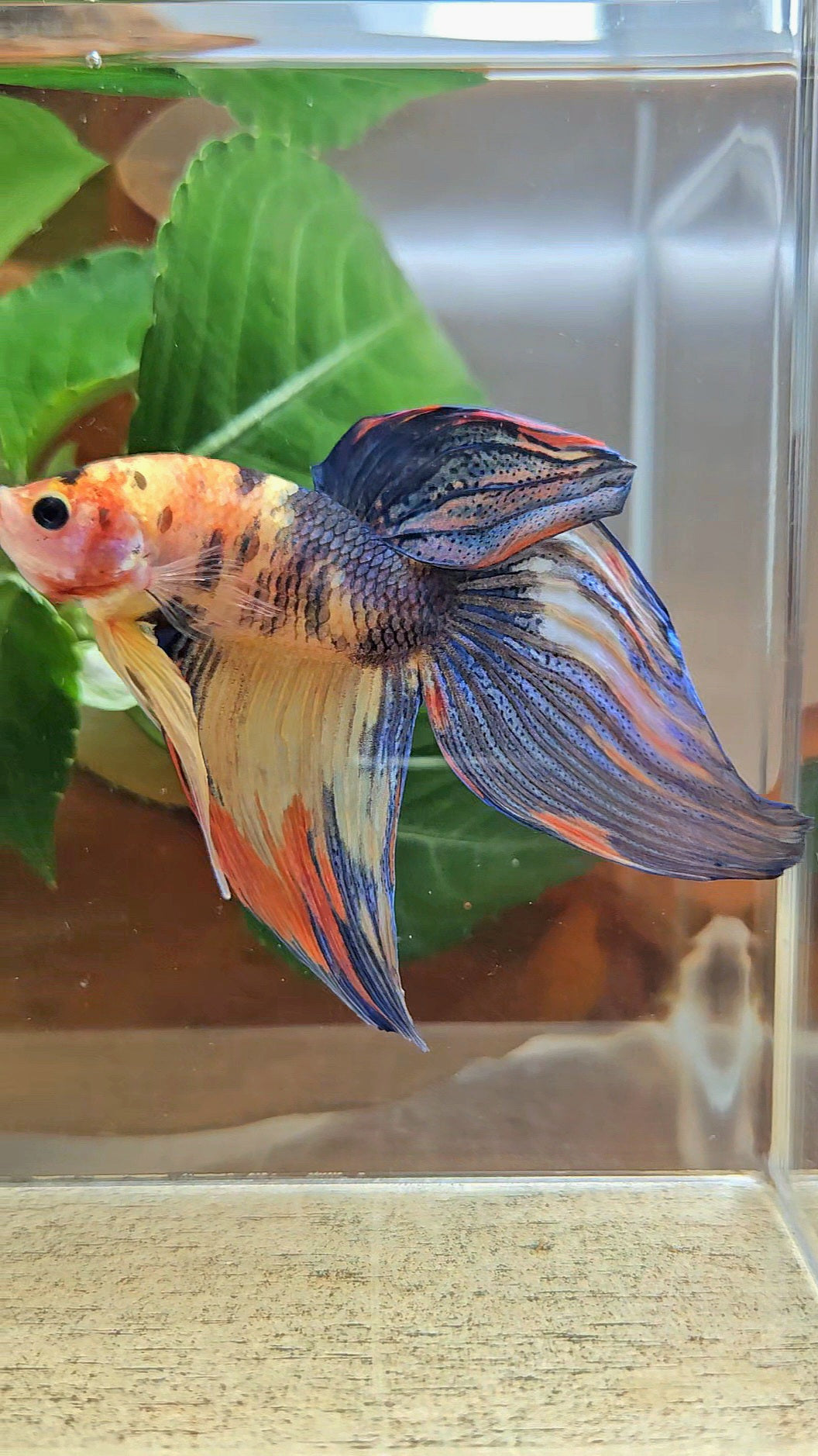 VEILTAIL YELLOW ORANGE MULTICOLOR BETTA FISH