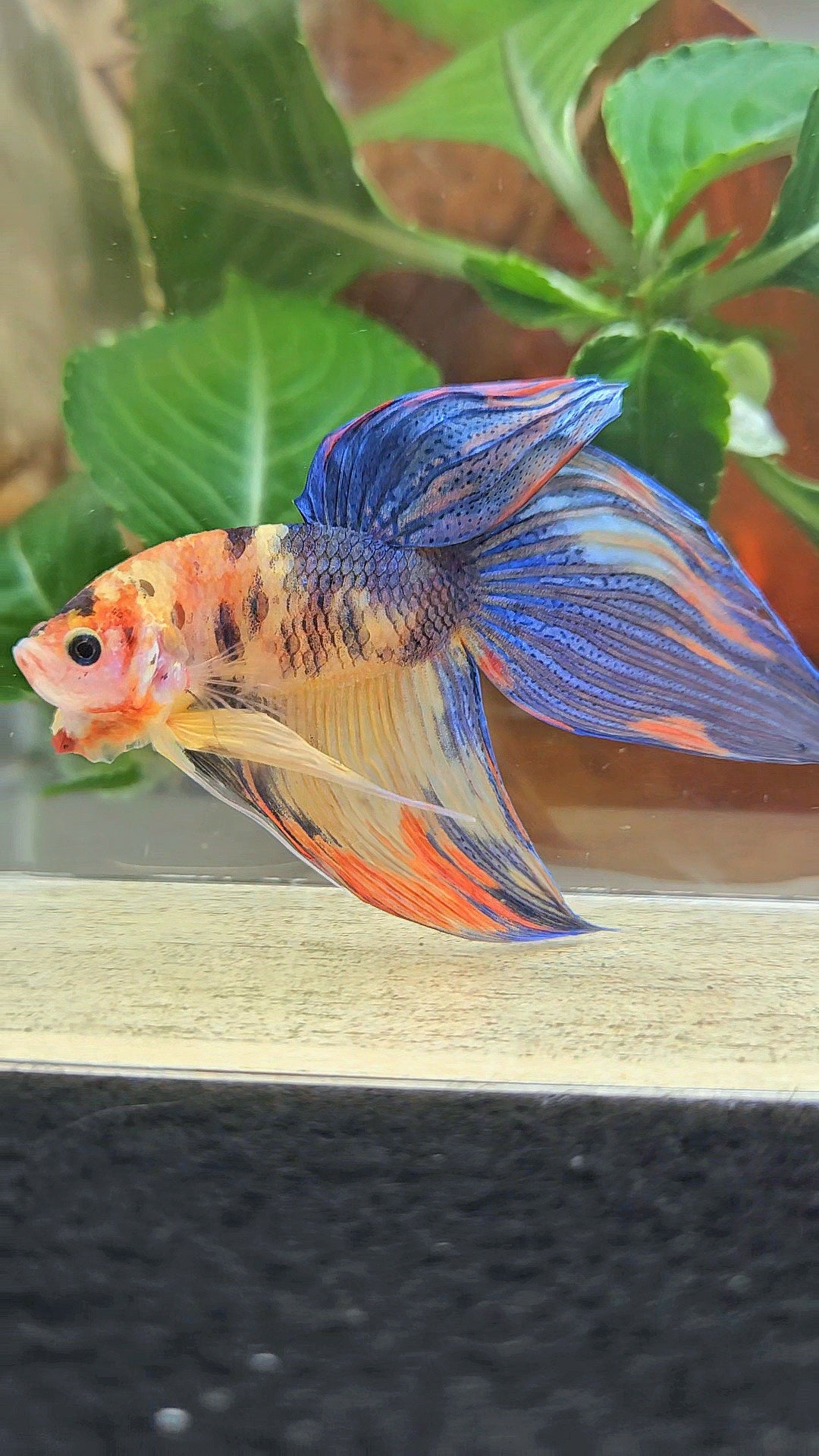 VEILTAIL YELLOW ORANGE MULTICOLOR BETTA FISH